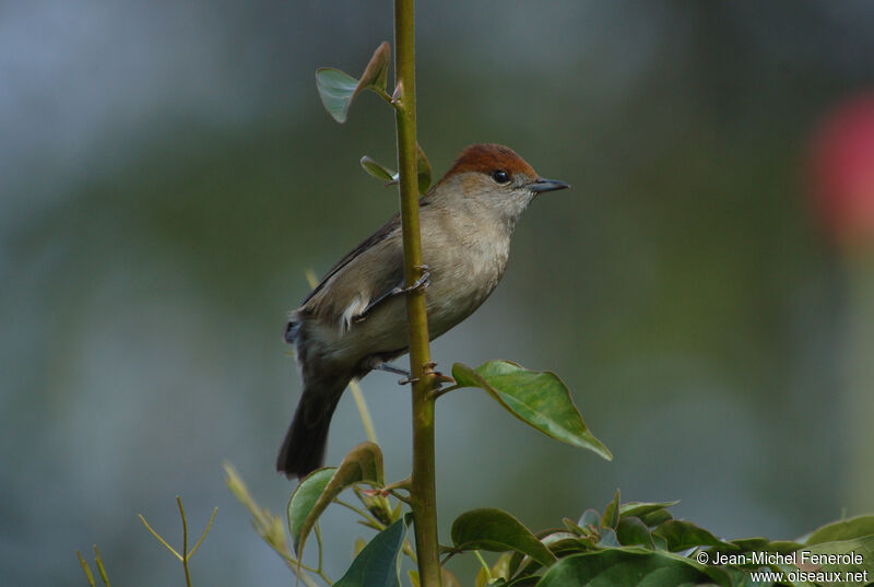 Eurasian Blackcap female adult