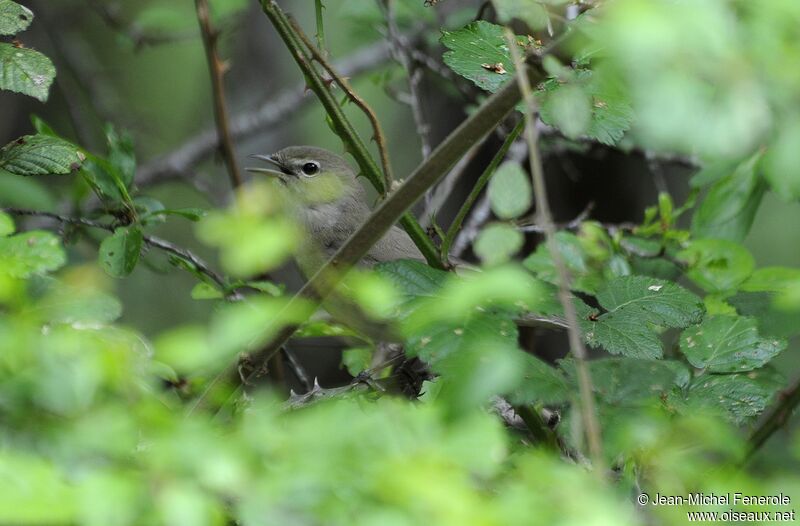 Garden Warbler