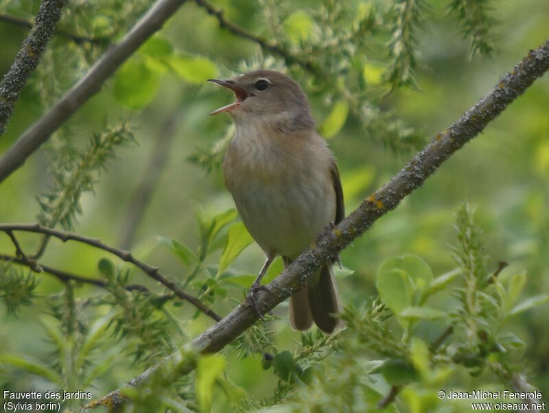 Garden Warbler