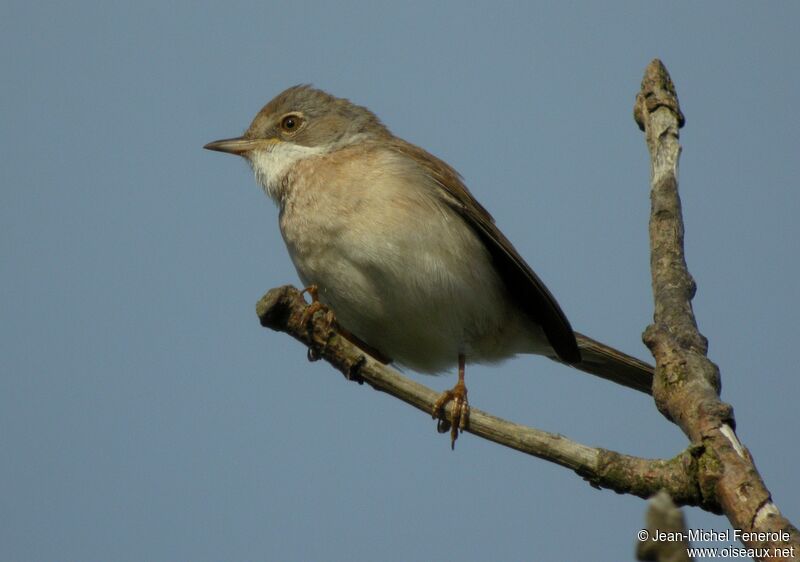 Common Whitethroat