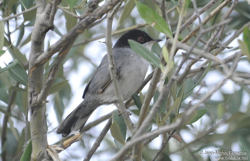 Sardinian Warbler