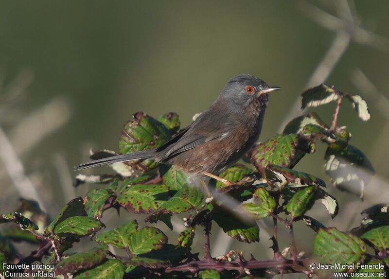 Dartford Warbler