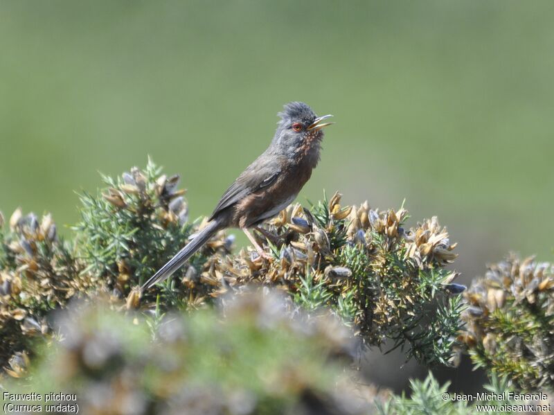 Dartford Warbler