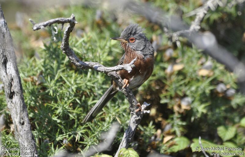 Dartford Warbler