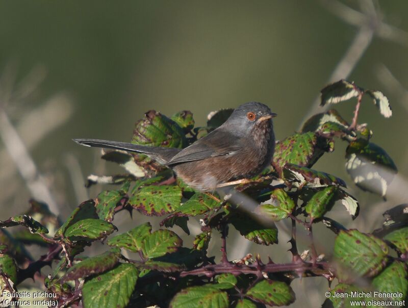 Dartford Warbler