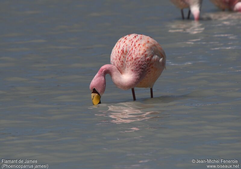 James's Flamingo