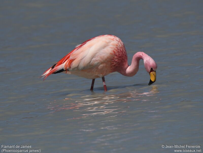 James's Flamingo