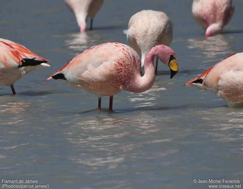 James's Flamingo