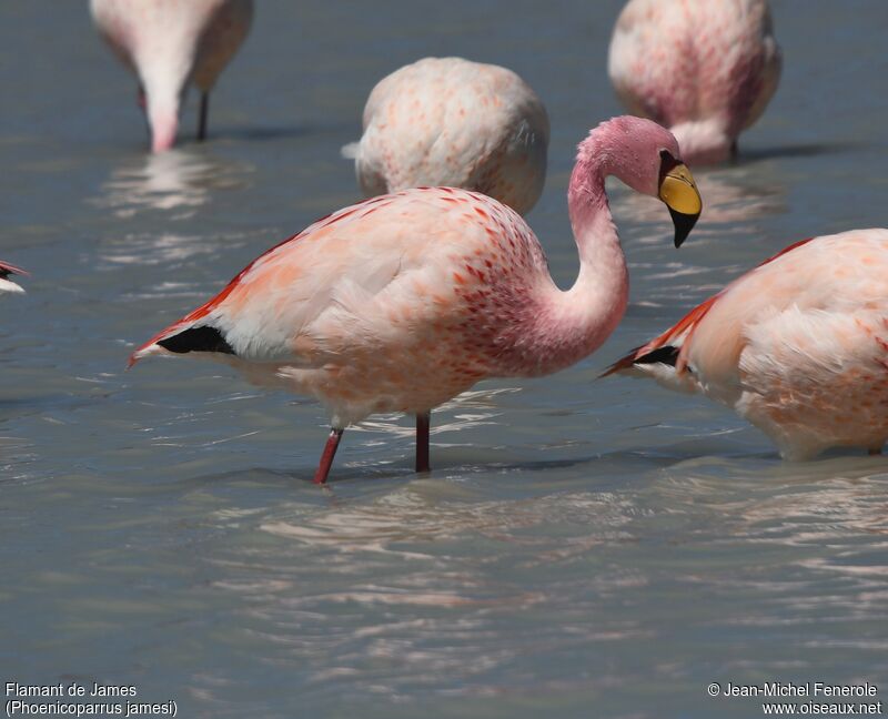 Flamant de James