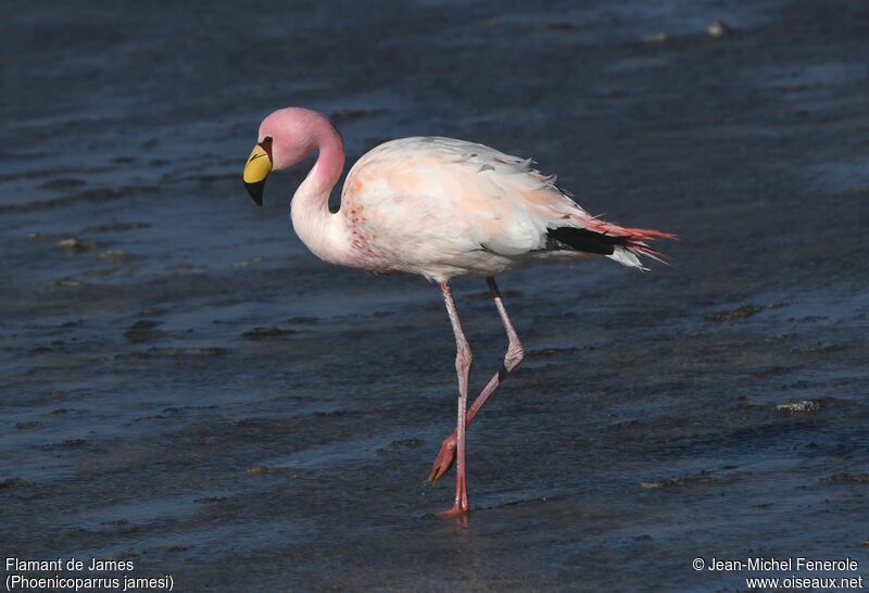 Flamant de James