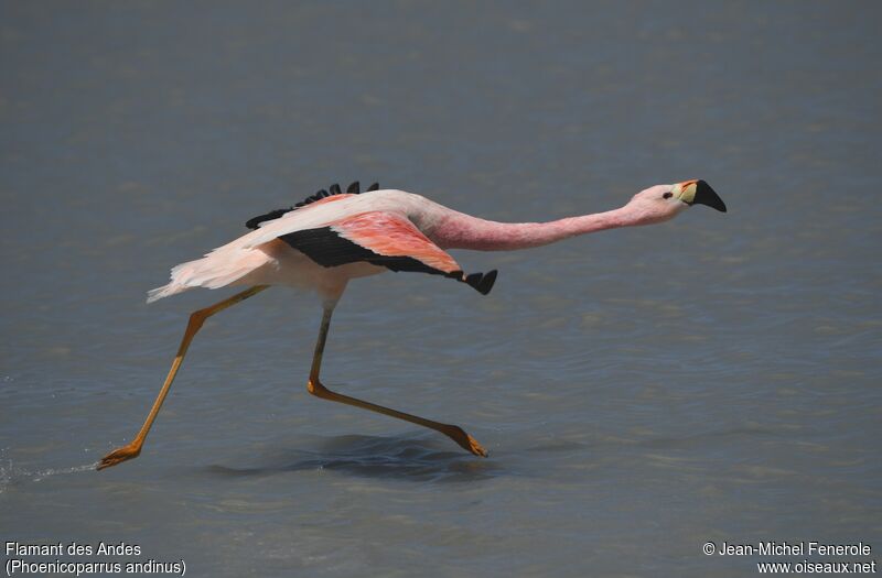 Flamant des Andes