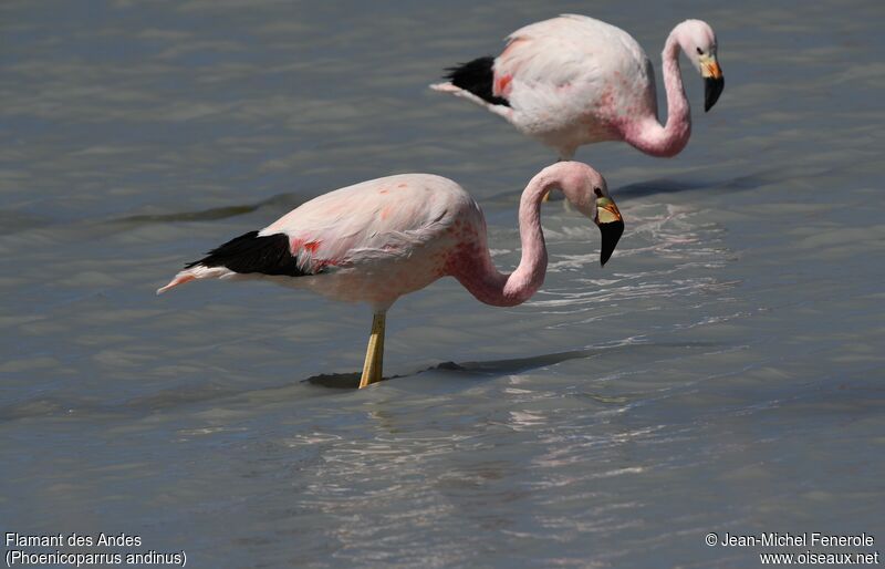 Flamant des Andes