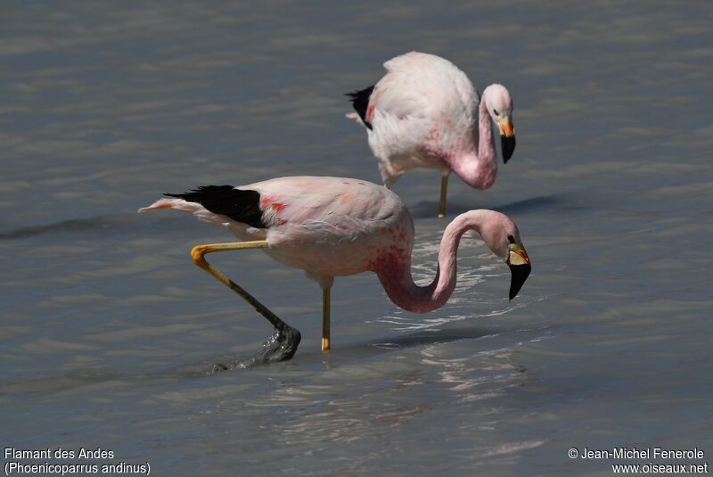 Flamant des Andes