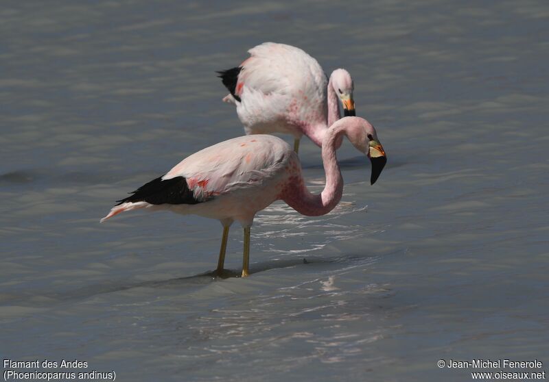 Flamant des Andes