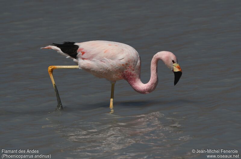 Flamant des Andes