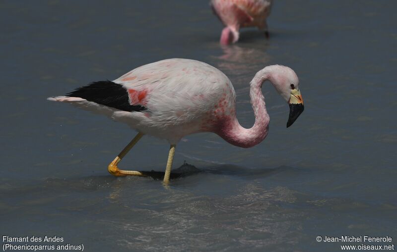 Flamant des Andes