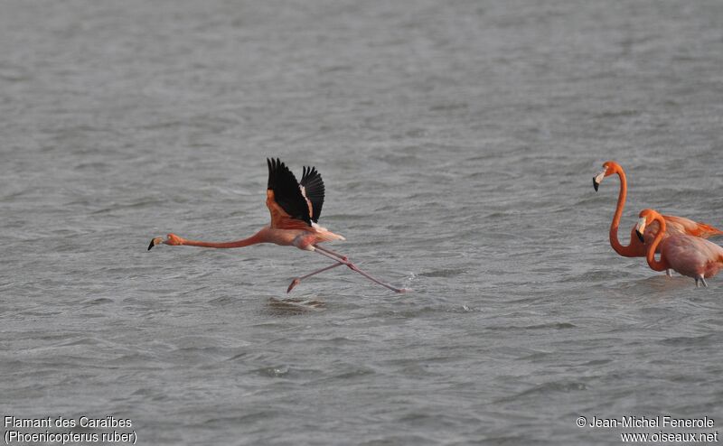 Flamant des Caraïbes