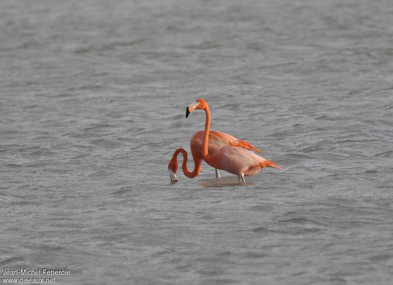 American Flamingoadult, pigmentation, fishing/hunting