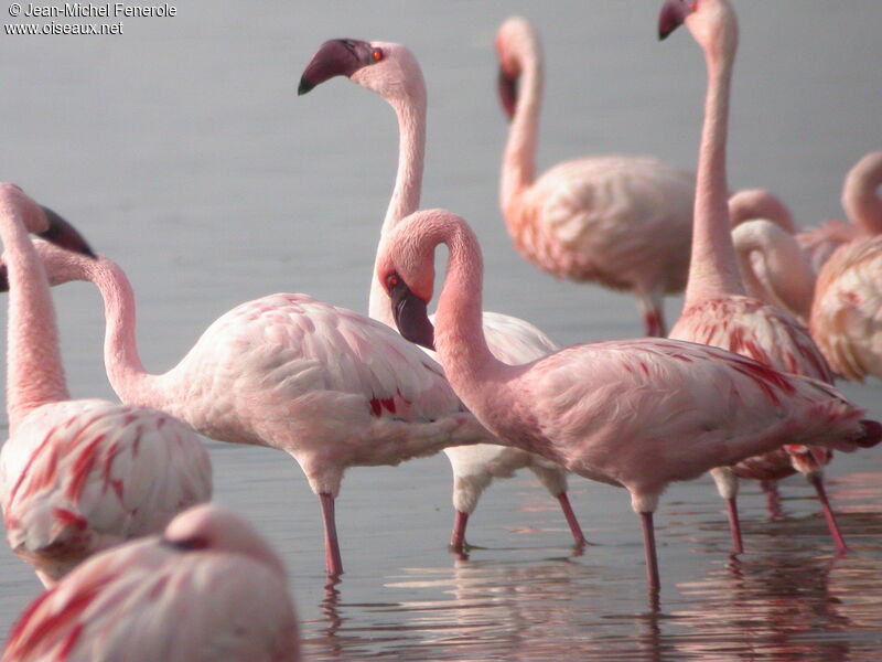 Lesser Flamingo