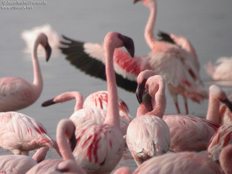 Lesser Flamingo