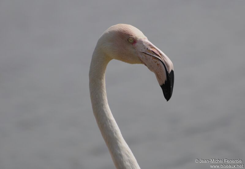 Greater Flamingo