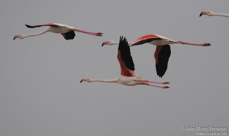 Greater Flamingo