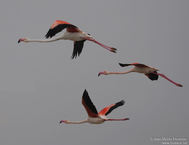 Greater Flamingo