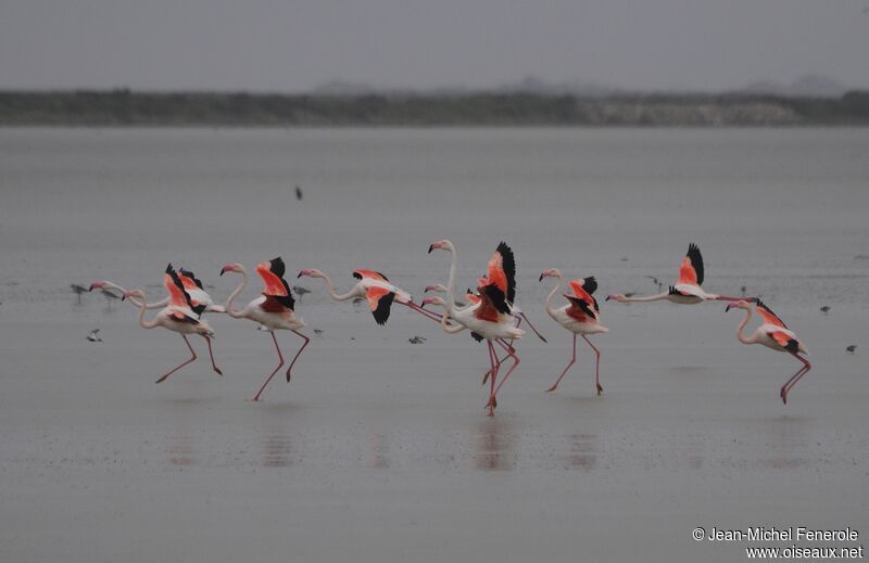 Greater Flamingo