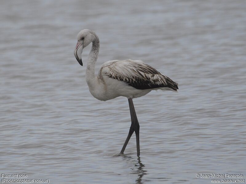 Greater Flamingo