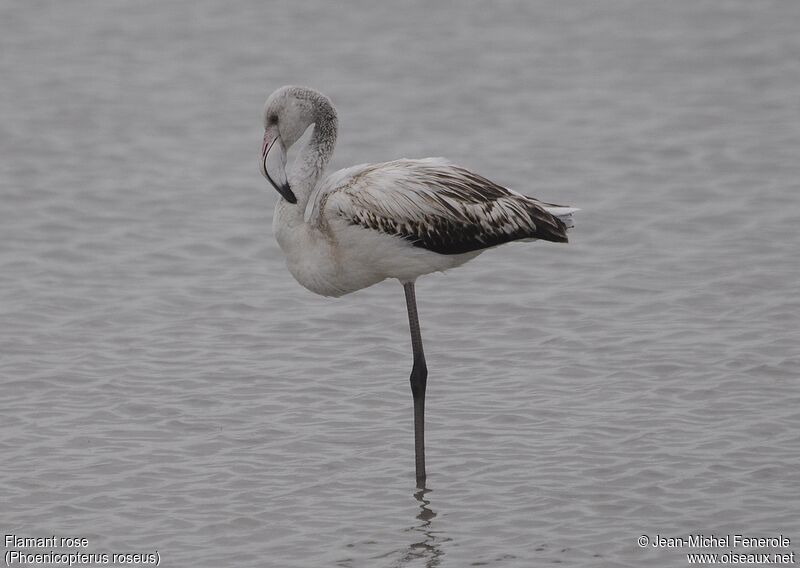 Flamant rose