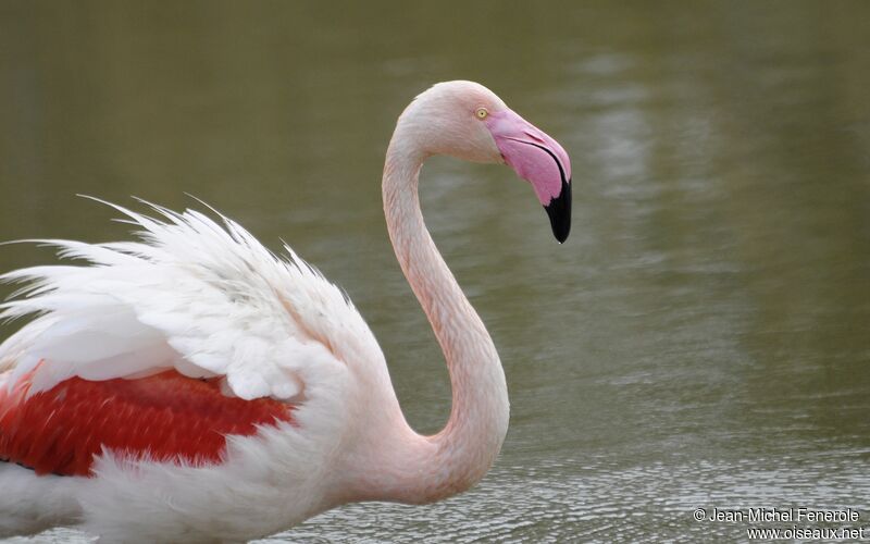 Flamant rose