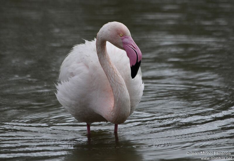 Flamant rose