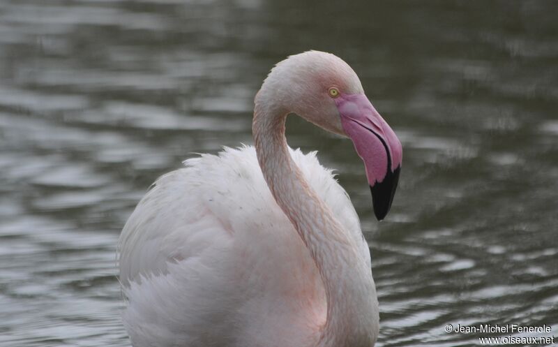 Greater Flamingo