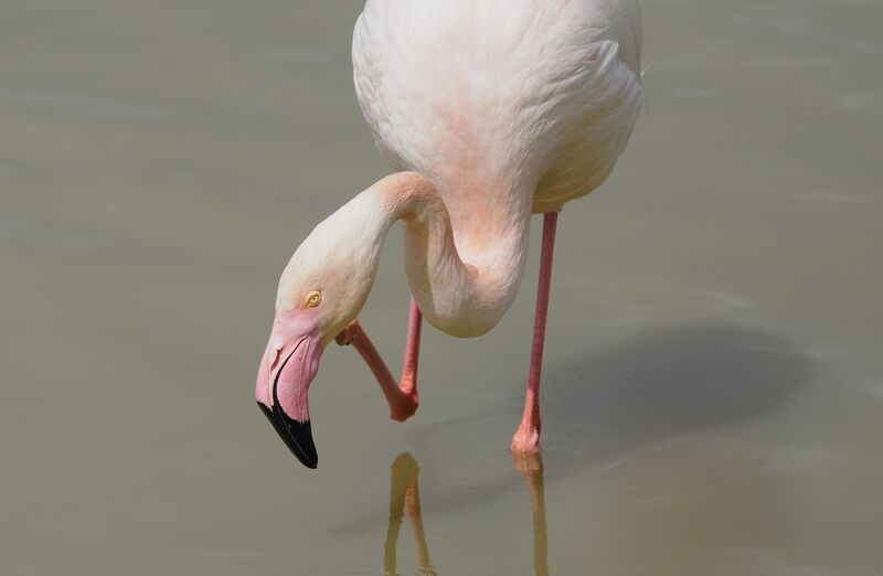 Flamant rose