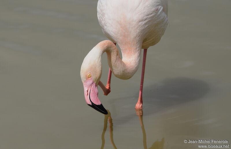 Flamant rose