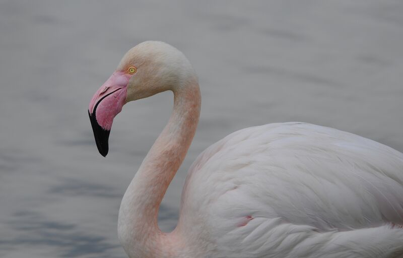 Flamant rose