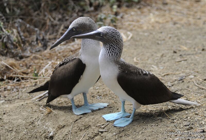 Fou à pieds bleus 