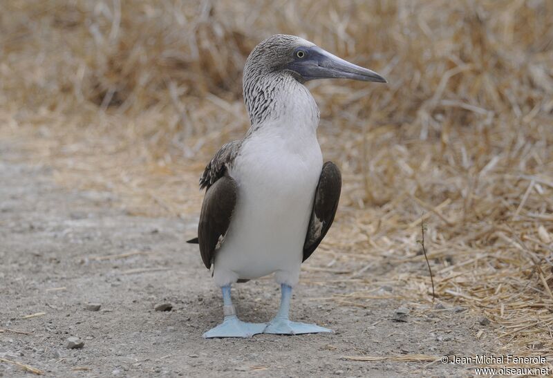 Blue-footed Booby