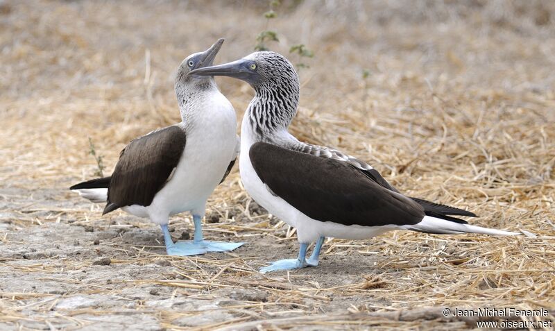 Blue-footed Booby 