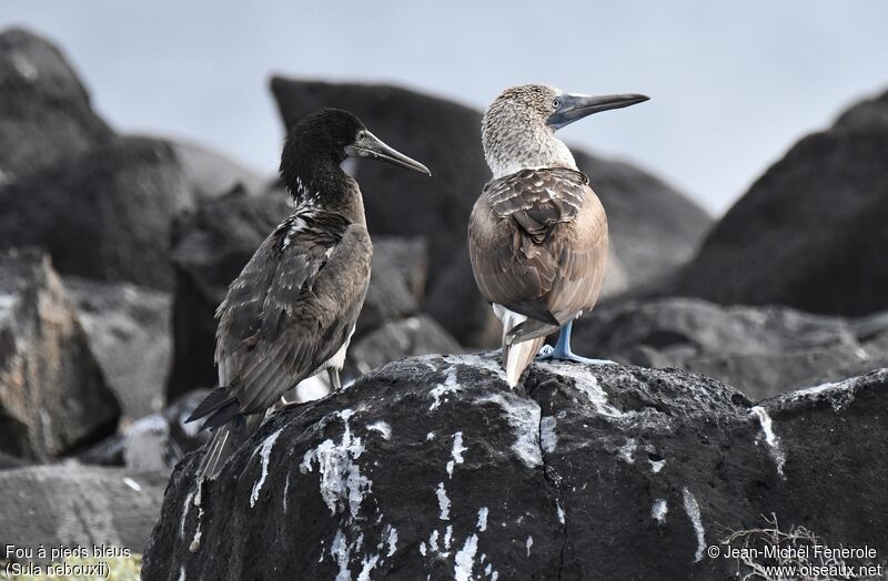 Blue-footed Boobyjuvenile