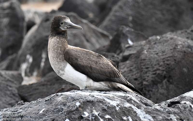 Blue-footed Boobyjuvenile, identification