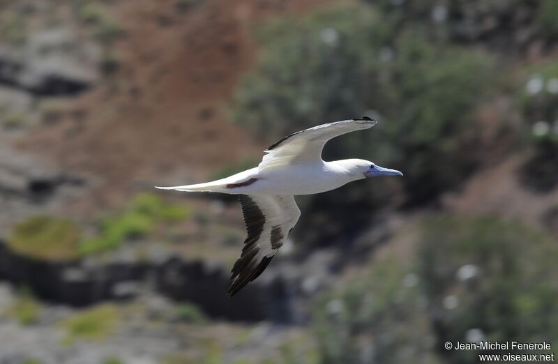 Red-footed Booby