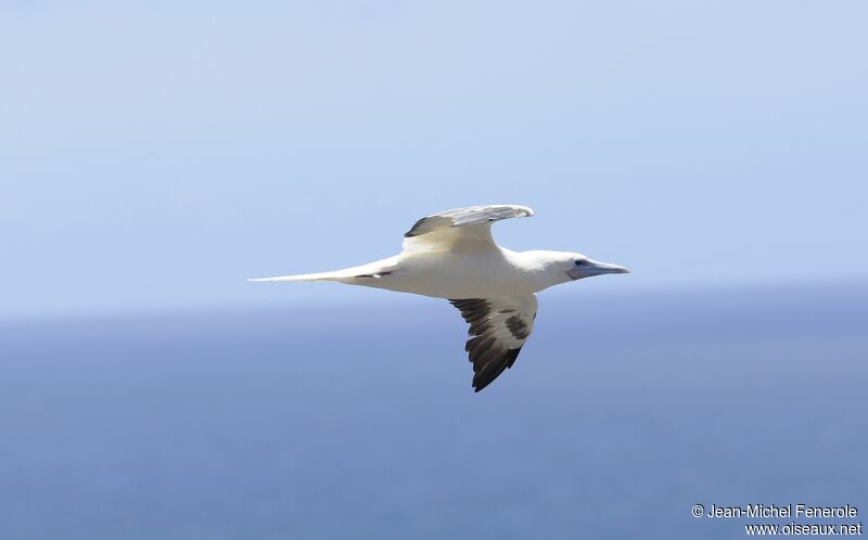 Red-footed Booby