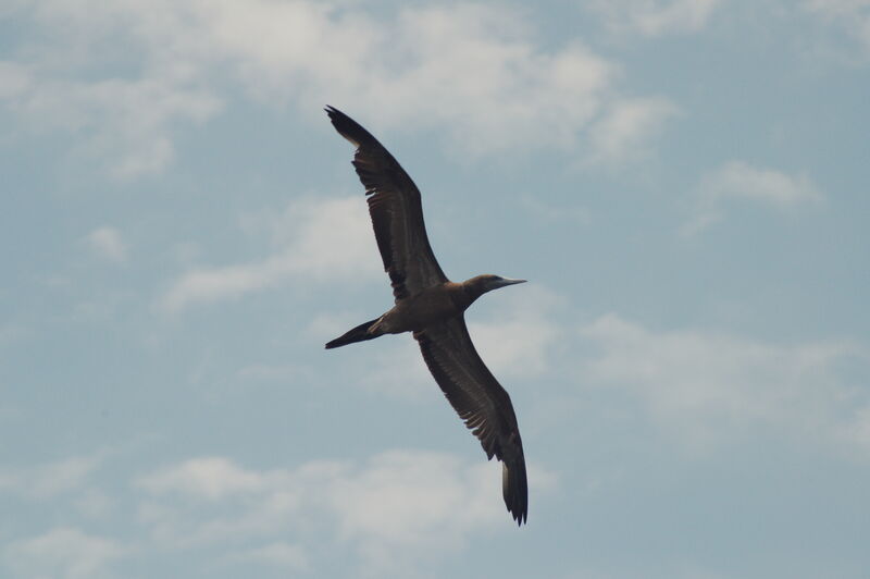 Brown Booby