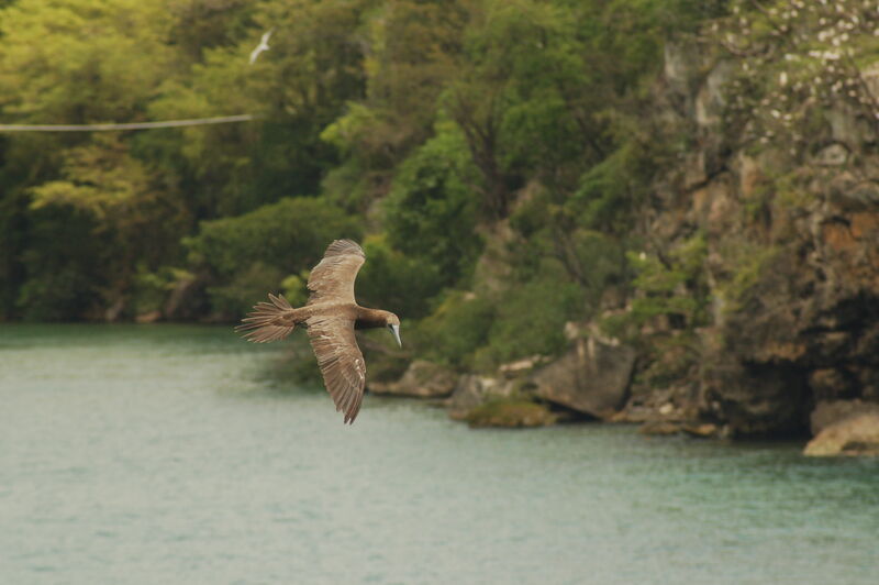 Brown Booby