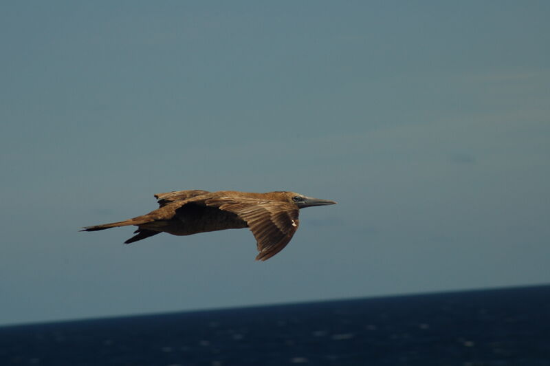 Brown Booby