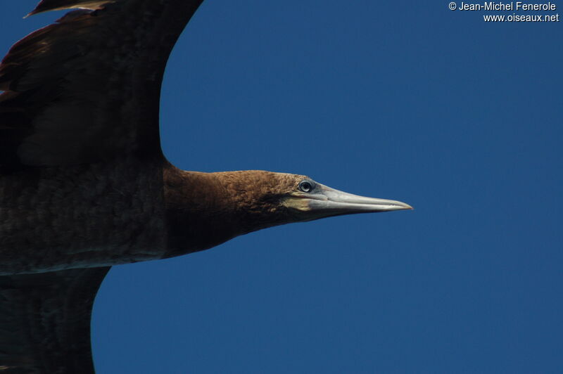 Brown Boobyimmature