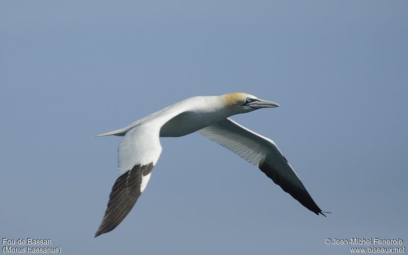 Northern Gannet