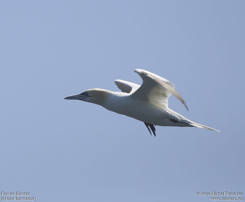 Northern Gannet