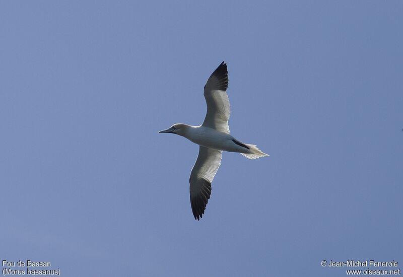 Northern Gannet